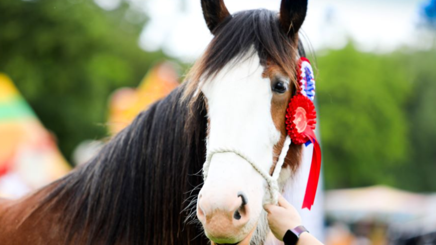 A show winning horse with rosettes.
